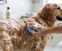 how to safely dilute professional dog deshedding shampoo
