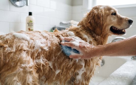 how to safely dilute professional dog deshedding shampoo