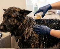 does apple cider vinegar rinse reduce dog shedding after bath