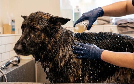 does apple cider vinegar rinse reduce dog shedding after bath