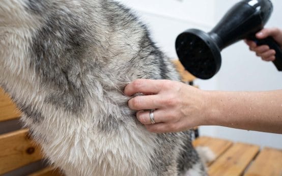 can you use regular human hair dryer on a husky