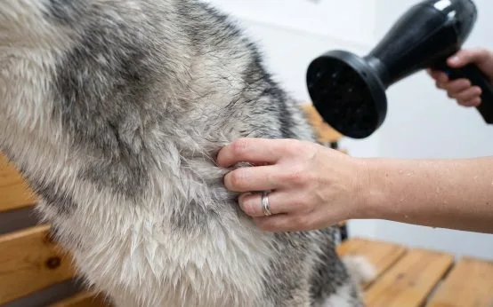 can you use regular human hair dryer on a husky