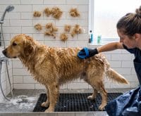 how to deshed a dog in the shower without clogging pipes