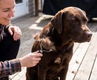 how often can you use a deshedding shampoo on a lab
