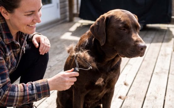 how often can you use a deshedding shampoo on a lab