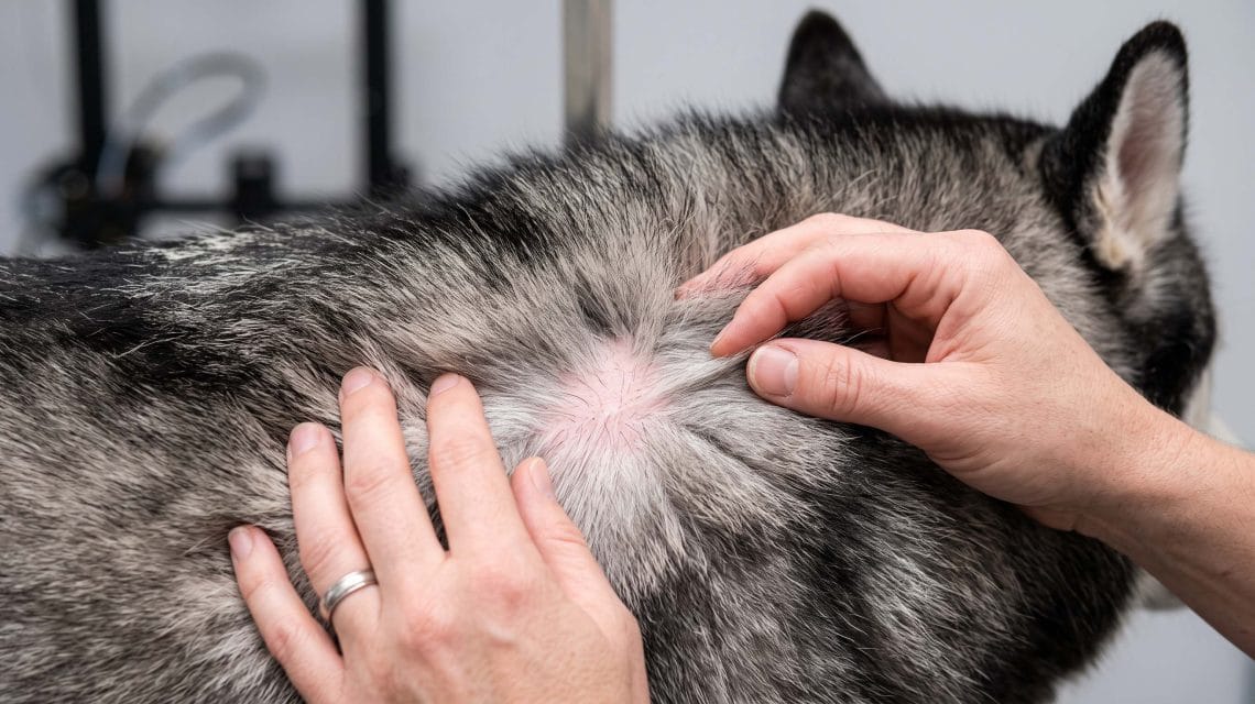 how long does a dog stay wet after a high velocity blow out