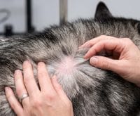 how long does a dog stay wet after a high velocity blow out