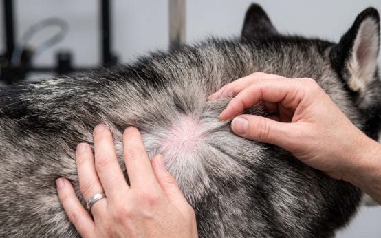 how long does a dog stay wet after a high velocity blow out