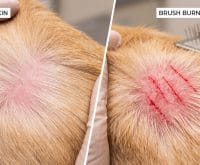 why does my dog's skin look pink after a deshedding bath