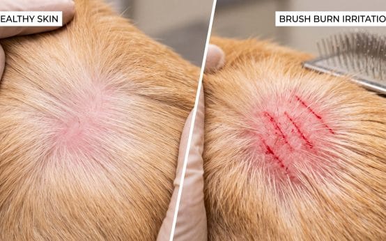 why does my dog's skin look pink after a deshedding bath