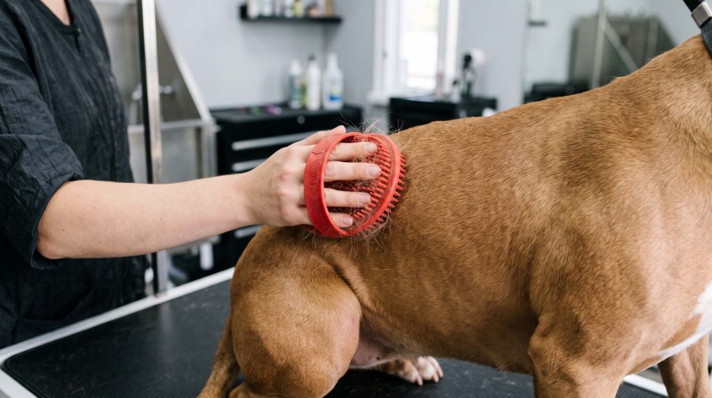why do short haired pitbulls shed so many tiny sharp hairs